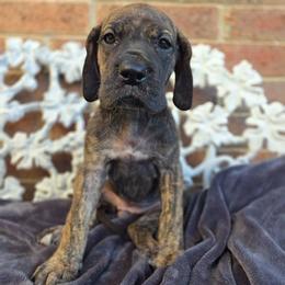 Nagini - Brindle female Great Dane puppy in Arlington, Texas from Scoober Danes