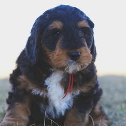 Bernedoodles and Goldendoodles from Home Sweet Doodles