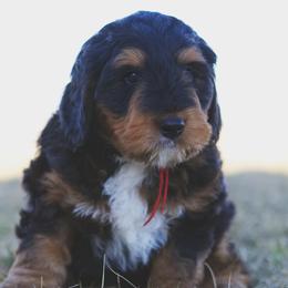 Bernedoodles and Goldendoodles from Home Sweet Doodles