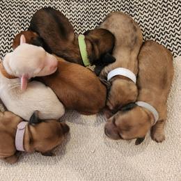 Dachshund Puppies from Dogwood Acre Dachshunds