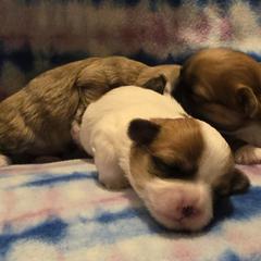 Mal-Shi, Maltipoo, and Poodle Puppies from Collier's Canines
