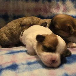Mal-Shi, Maltipoo, and Poodle Puppies from Collier's Canines