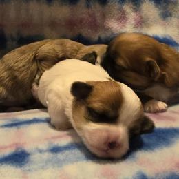 Mal-Shi, Maltipoo, and Poodle Puppies from Collier's Canines