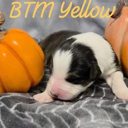 Boy 2 - Black tri-color male Australian Shepherd puppy in Palm Coast, Florida from Calypso Chow Chows and Australian Shepherds
