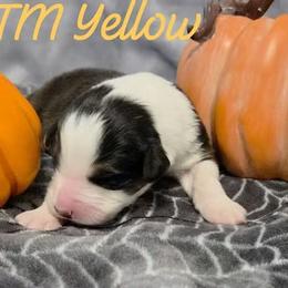 Boy 2 - Black tri-color male Australian Shepherd puppy in Palm Coast, Florida from Calypso Chow Chows and Australian Shepherds