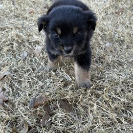 Australian Shepherd puppies from REKN’ Kennel Aussies
