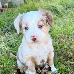 Clara - Red merle female Miniature Australian Shepherd puppy in College Station, Texas from South Paw Toy Aussies