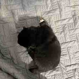 Kai - Black and tan male Shiba Inu puppy in Tamarac, Florida from The Queen of Shibas