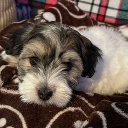 Patrick - Coton de Tulear puppy from Camelot Cotons