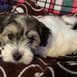 Patrick - Coton de Tulear puppy from Camelot Cotons