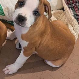Staffordshire Bull Terrier puppies from Stone Cold Staffordshire Bull Terriers