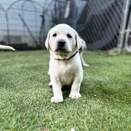 Black Collar - Yellow male Labrador Retriever puppy in Nampa, Idaho from Gem State English Labrador Retrievers