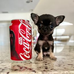 Remmy-charts 3lbs grown 5000 - Black and tan male Chihuahua puppy in Spring Hill, Florida from Stardom Chihuahuas