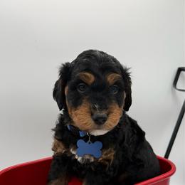 Blue Collar - Phantom male Bernedoodle puppy in Camden, North Carolina from Luv My Doodle