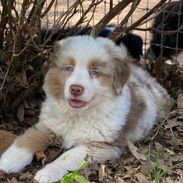 Heath - Red merle male Miniature American Shepherd puppy in Harmony, North Carolina from Carolina Pride Miniature American Shepherds
