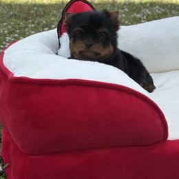 Tiny Princess 1.9 pounds - Black and gold female Yorkshire Terrier puppy in North Naples, Florida from Moon Ranch Puppies