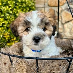 Lumi - Brown and white male Shichon puppy in Seymour, Tennessee from Mel’s Teddy Bear Puppies