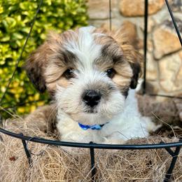 Lumi - Brown and white male Shichon puppy in Seymour, Tennessee from Mel’s Teddy Bear Puppies