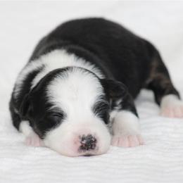 June - Black tri-color female Australian Shepherd puppy in Circleville, Utah from Canyon Creek Aussies
