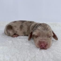Solen - Dapple male Dachshund puppy in Sacramento, California from HEFFERNAN HOUNDS