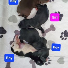Miniature Schnauzer puppies from Flyover Farms