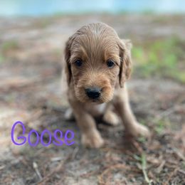 Goldendoodle Puppies from Raintree Lakes Doodles