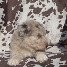Prada - Red merle female Australian Shepherd puppy in Windsor, New York from Double B Aussies