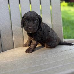 Purple Collar Girl - Chocolate female Australian Labradoodle puppy in Hagerstown, Maryland from Westfields Labradoodles