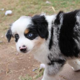 Skye - Blue merle female Miniature Australian Shepherd puppy in Sonoita, Arizona from Gardner Canyon Kennels