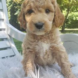 Cockapoo, Cocker Spaniel, and Goldendoodle Puppies from Robbin's Treasures