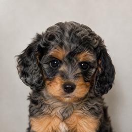 Opal - Merle female Cavapoo puppy in Knoxville, Tennessee from Duke’s Forever Doodles