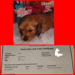 Dachshund Puppies from CLARK'S BREEDING PROGRAM