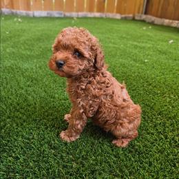 Alfie - Red  male Poodle puppy in Kannapolis, North Carolina from Carolina Great Danes & Toy Poodles