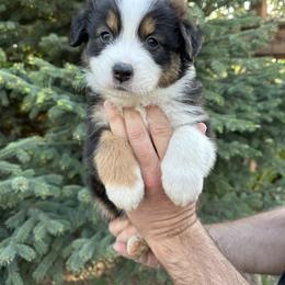 Australian Shepherd Puppies from Star Aussies