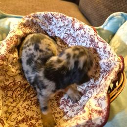 Fancy - Dapple female Dachshund puppy in Wakeman, Ohio from Angie's Adorable Dachshunds
