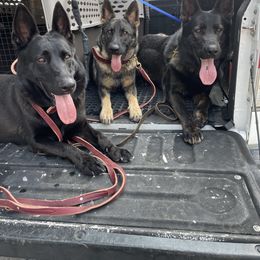 German Shepherd Puppies from Guamany K9 Vomhaus