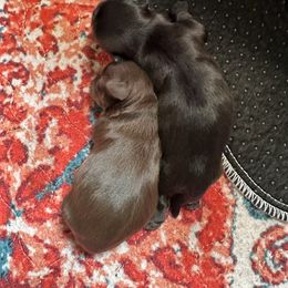 Shih Tzu puppies from Southern Sass Shih Tzu