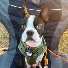 Boston Terrier Puppies from K&N Boston Paws