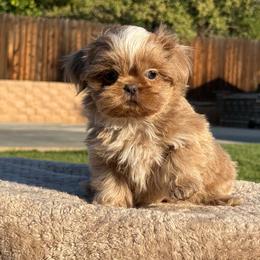 Boy 2 - Cream and white male Shih Tzu puppy in Calimesa, California from Little Mountain’s Shih Tzus