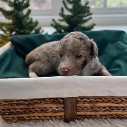 Susan - White and red merle female Bordoodle puppy in Valley Center, California from Circle R Valley Bordoodls