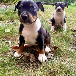Rat Terrier Puppies from Hawthorne Terriers