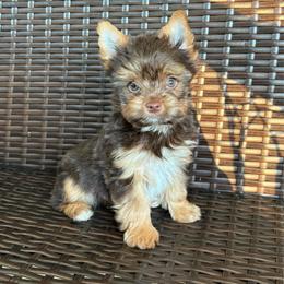 Gio - Chocolate and tan male Yorkshire Terrier puppy in Florence, Alabama from Yorkies of Forest Creek