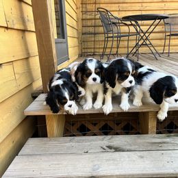 Cavalier King Charles Spaniel Puppies from Southern Valley Cavaliers