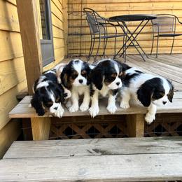Cavalier King Charles Spaniel Puppies from Southern Valley Cavaliers