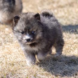Pomsky Puppies from New World Pomskies