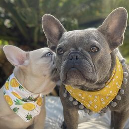 French Bulldogs from Frenchies of Charleston