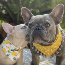 French Bulldogs from Frenchies of Charleston