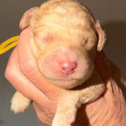 Yellow Collar - Red  female Goldendoodle puppy in Ringgold, Georgia from Sweet B’s Goldendoodles