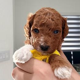 Churro - Red  male Goldendoodle puppy in Miami, Florida from Haus of Pawz
