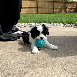 Cavapoo Puppies from Sharices Cavapoos